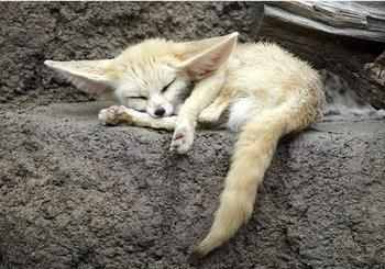 Illustration for article titled A message from team fennec fox.